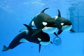 Photo: Orcas, from right, Ran, Stella, Earth 