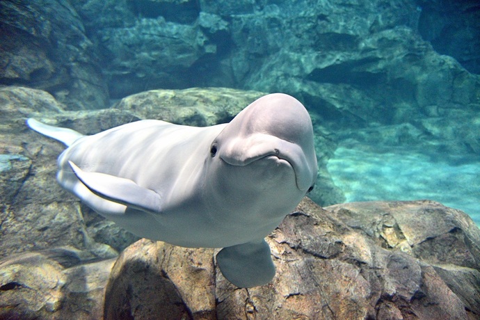 名古屋港水族館 Port of Nagoya Public Aquarium|名古屋港管理組合公式ウェブサイト
