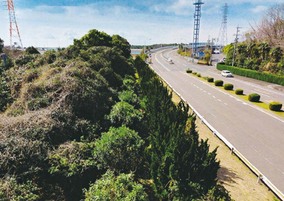 写真：南浜緩衝緑地