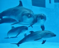 名古屋港水族館のイルカの写真