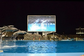 图片：放映在大型影像装置屏幕上的海豚