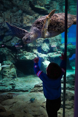 名古屋港水族館