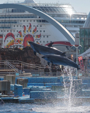 名古屋港水族館イルカショーとクルーズ船ノルウェージャンサン