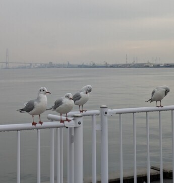 ガーデンふ頭のカモメ