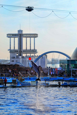 名古屋港水族館のイルカショー